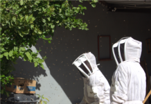 Guardianes Ecológicos rescatan y reubican a más de 20 mil abejas