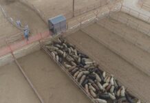 Avanza cruce de cabezas de ganado por la Estación Cuarentenaria de San Jerónimo