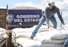 Abren convocatoria del programa de maíz subsidiado para bovinos y especies menores