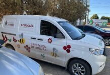 Invita Ecología a reportar enjambres de abejas y no destruirlos