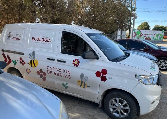 abejas