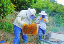 Invitan a apicultores a acceder al apoyo de azúcar para alimentación de abejas