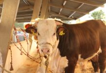 Lanzan convocatoria para apoyar a productores ganaderos en la adquisición de sementales bovinos