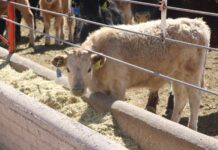 Apoyan a ganaderos con alimento para bovinos de leche y especies menores
