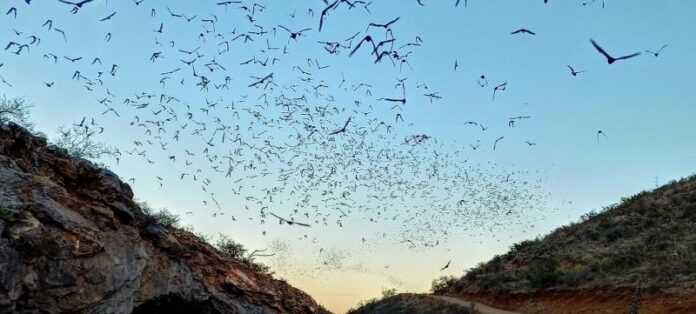 murcielagos