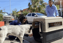 Capacitan en campo a integrantes de la nueva brigada de Rescate Animal del Municipio