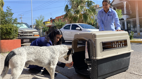 brigada rescate animal