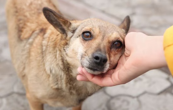 perrito