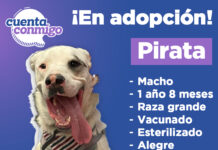 Promueve Estado la adopción responsable de mascotas