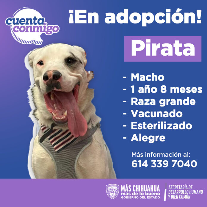 PIRATA