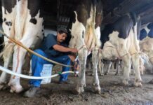 Ofrece Desarrollo Rural financiamientos accesibles para fortalecer el campo