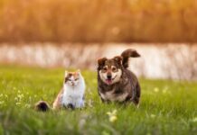 Anuncian foros para presentar resultados de la Mesa Técnica sobre reforma a la Ley de Bienestar Animal