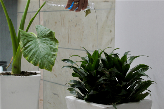 hogar plantas
