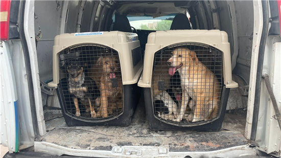 perritos