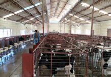Abren convocatoria de apoyos para la inseminación artificial de bovinos