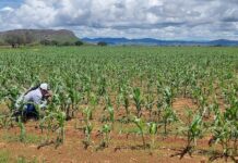 Lluvias fortalecen más de 375 mil hectáreas de cultivos de maíz, frijol, avena y sorgo en el estado