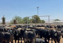 Se coordinan Estado y Senasica para garantizar movilidad y exportación de ganado mediante blindaje sanitario