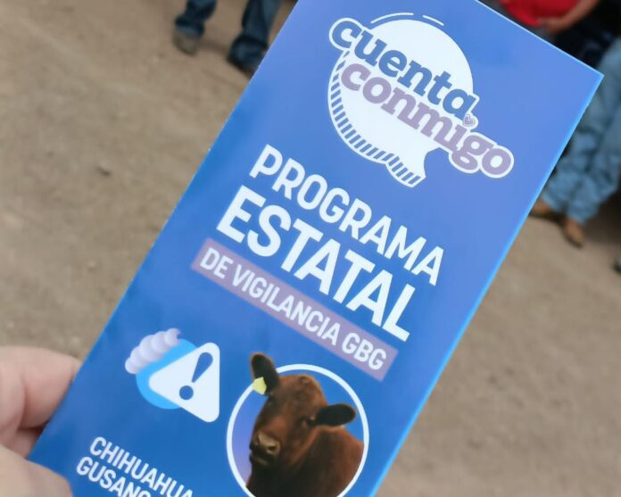 gusano barrenador