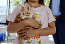 Exhortan a prevenir la rickettsia con cuidado responsable de mascotas