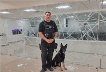 Perros K-9, compañeros que impulsan las detenciones y brindan mejores resultados