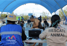 Brindó Municipio mil 800 servicios gratuitos para mascotas en un mes