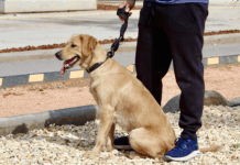 Más de 3 mil mascotas ya forman parte del Registro Municipal de Animales de Compañía