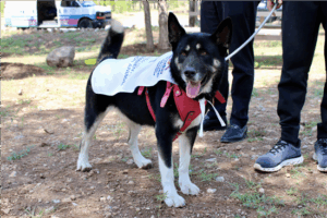 Encuentran hogar 17 perros en programa del Municipio “Adopta como Héroe” 1 perrito 2