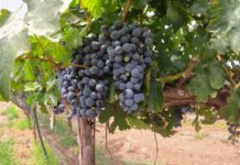 Produce anualmente viñedo de Gobierno del Estado 10 toneladas de uva