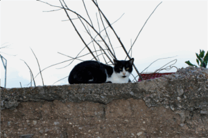 Emite Municipio recomendaciones para una tenencia responsable de gatos 1 gato mascota 1 1