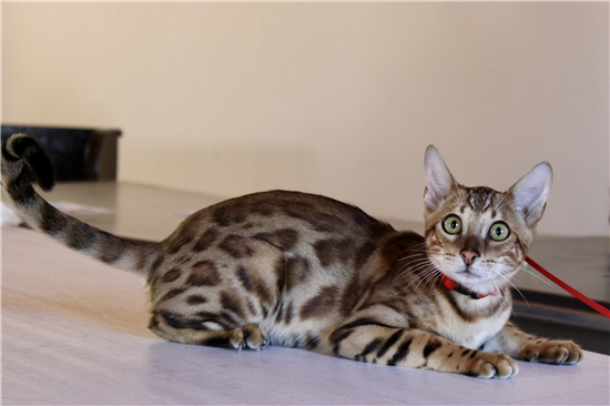 gato mascota