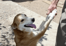 ¡Cuida a tu mascota de la pirotecnia! emite Municipio recomendaciones por fiestas patrias