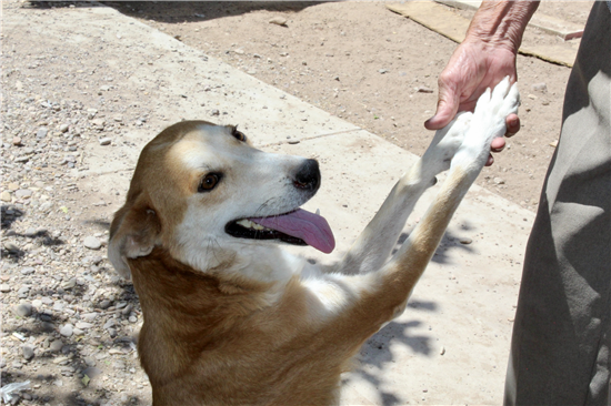 mascota perrito