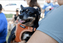 Micro, un perrito protegido gracias a los servicios para mascotas que ofrece Municipio