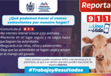 Alertan por posible presencia de animales mostrencos en algunas vialidades