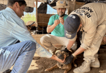 Brinda Municipio apoyo continuo a refugios y rescatistas para fortalecer la protección animal