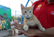 Llevarán servicios gratuitos para perros y gatos a Riberas de Sacramento