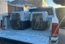 Rescatan a dos perros en Jardines de San Agustín por omisión de cuidados