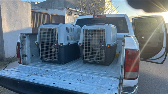 perritos rescatados