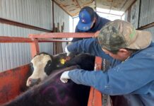 Refuerza Chihuahua barridos sanitarios en la Sierra Tarahumara contra la tuberculosis bovina