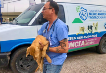 Conoce cómo atiende la Brigada de Rescate Animal del Municipio a perros y gatos de la ciudad