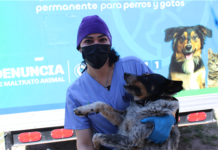 Esterilizó Municipio a mil 920 perros y gatos durante el año 2025