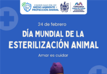 Fomenta Municipio servicio de esterilización para perros y gatos