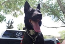 Lamenta Marco Bonilla fallecimiento en cumplimiento del deber de perro policía “Vico”