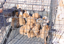 Refuerza Municipio la atención y prevención del abandono animal en el Día Internacional de los Animales Callejeros