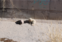 Llama Gobierno Municipal a evitar el abandono de mascotas; es una falta sancionable