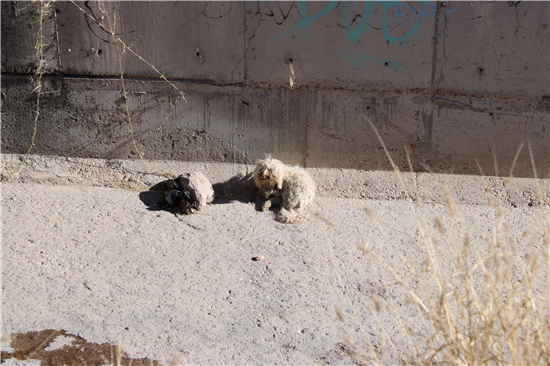 rescate animal abandono