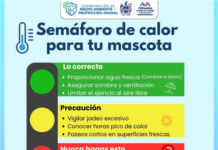 ¡Protege a tus mascotas del calor! Municipio brinda recomendaciones