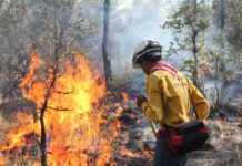 Han sido liquidados 184 incendios forestales en lo que va del año
