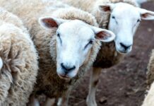 Lanza Desarrollo Rural convocatoria para la adquisición de borregos