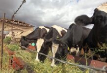 Abre SDR convocatoria de apoyo fiduciario para facilitar financiamiento a productores agropecuarios